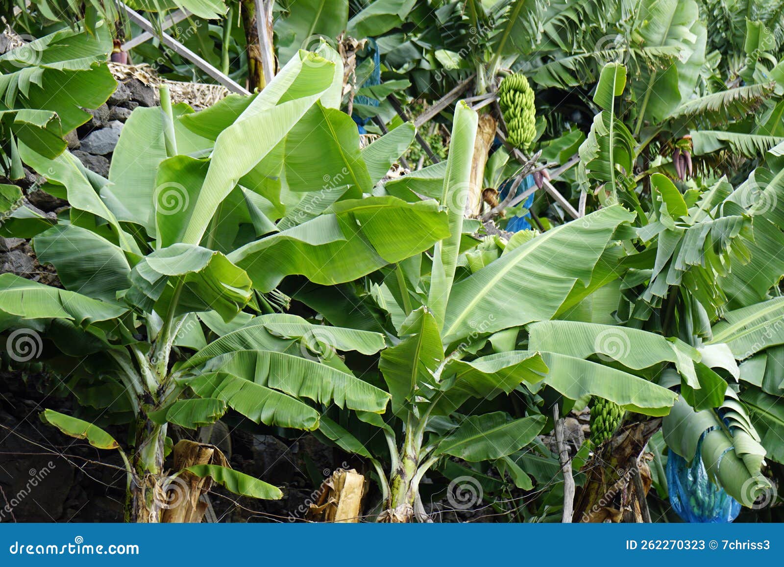 Small Banana Plantation on Madeira Stock Image Image of harvest