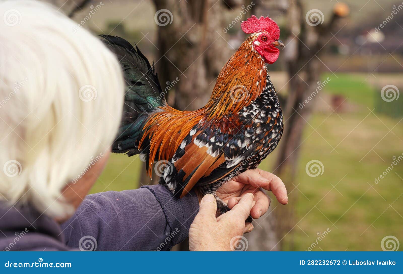 Small Bantam Chicken Rooster with Bright Red Comb and Green Tail, Posing on  Older Unrecognizable White Hair Woman Arm Stock Photo - Image of pose,  beautiful: 282232672