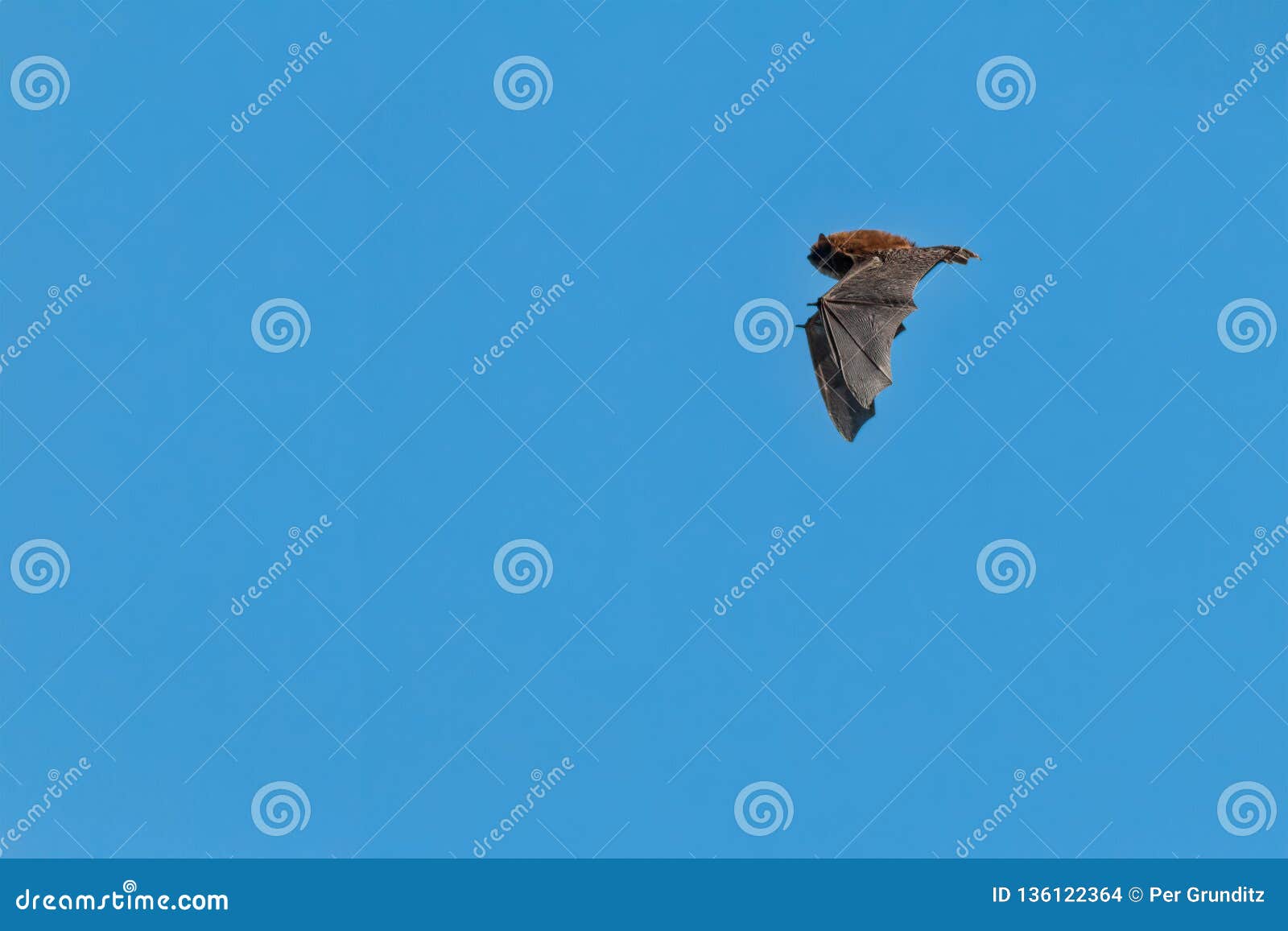 Small Bat in Flight in Daylight, Common Pipistrelle, on a Spring Day