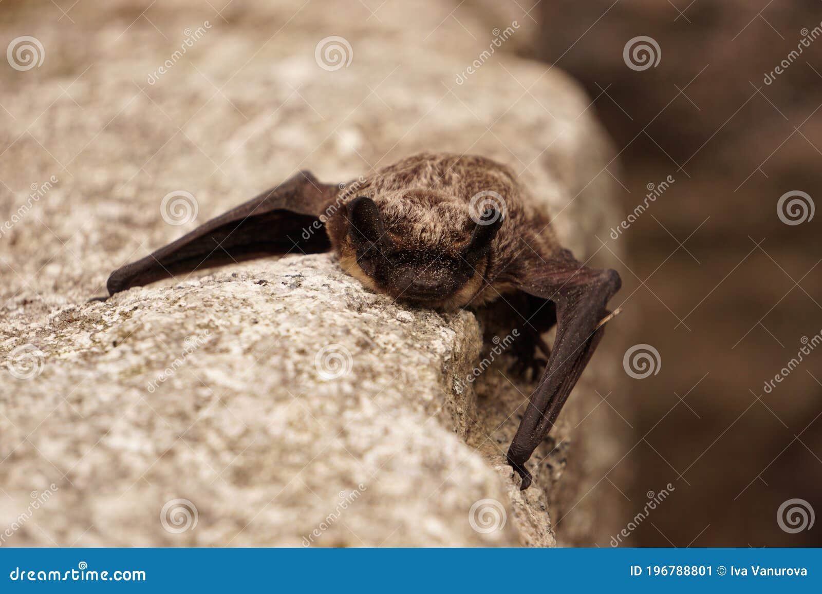 Small Bat Resting on the Wall Stock Image Image of wings, resting