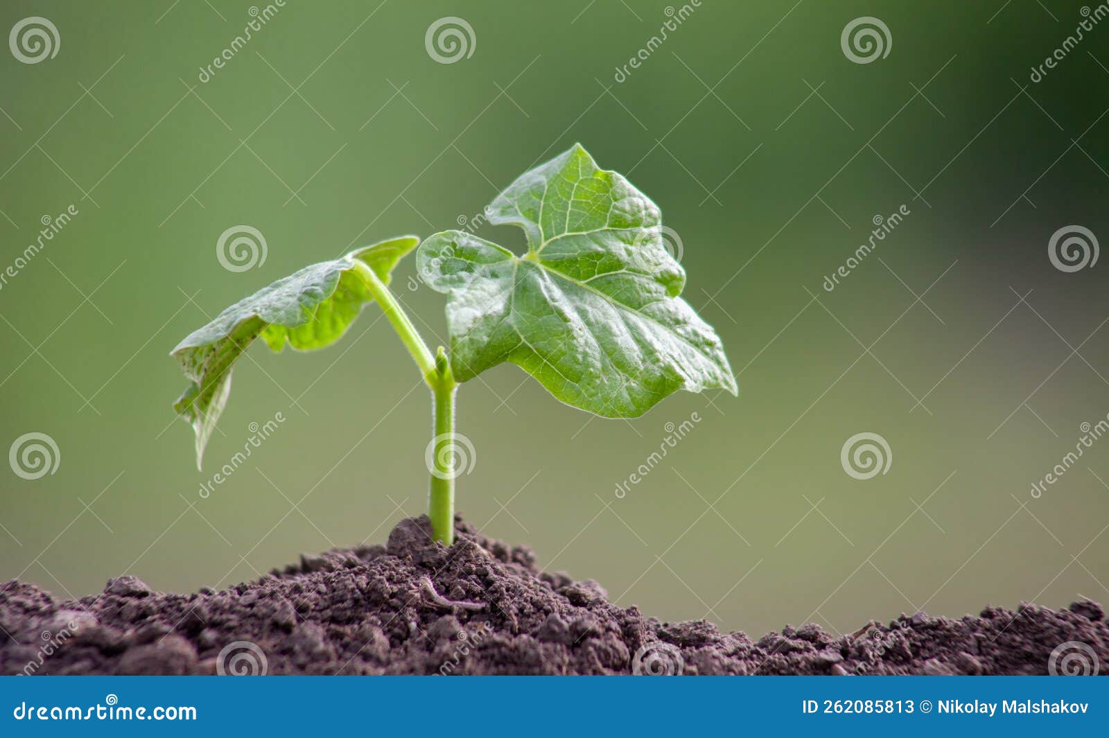 A Small Bean Sprout. Plant Germination from Soil. Stock Image Image
