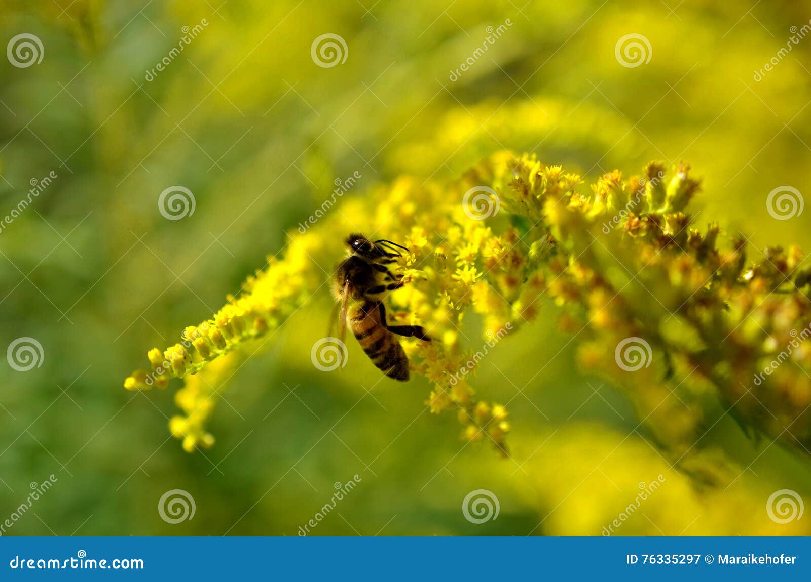 Small Bee Pollinating Yellow Weed Stock Image Image of animal, nectar