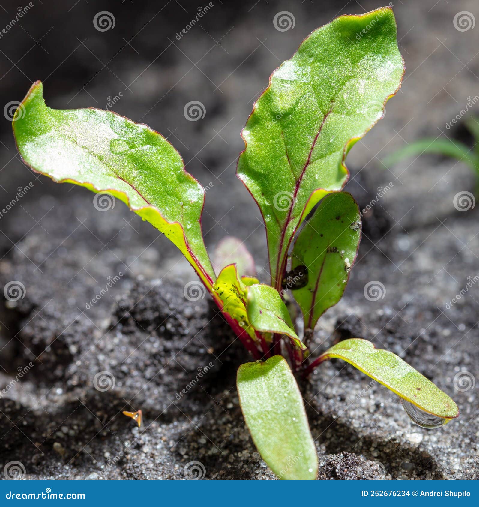 Small Beet Sprouts in the Ground Stock Photo Image of life, growth 252676234