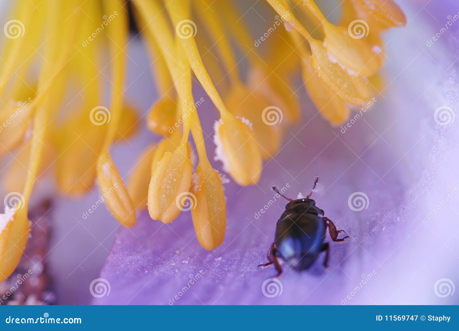 small beetle with flower filaments