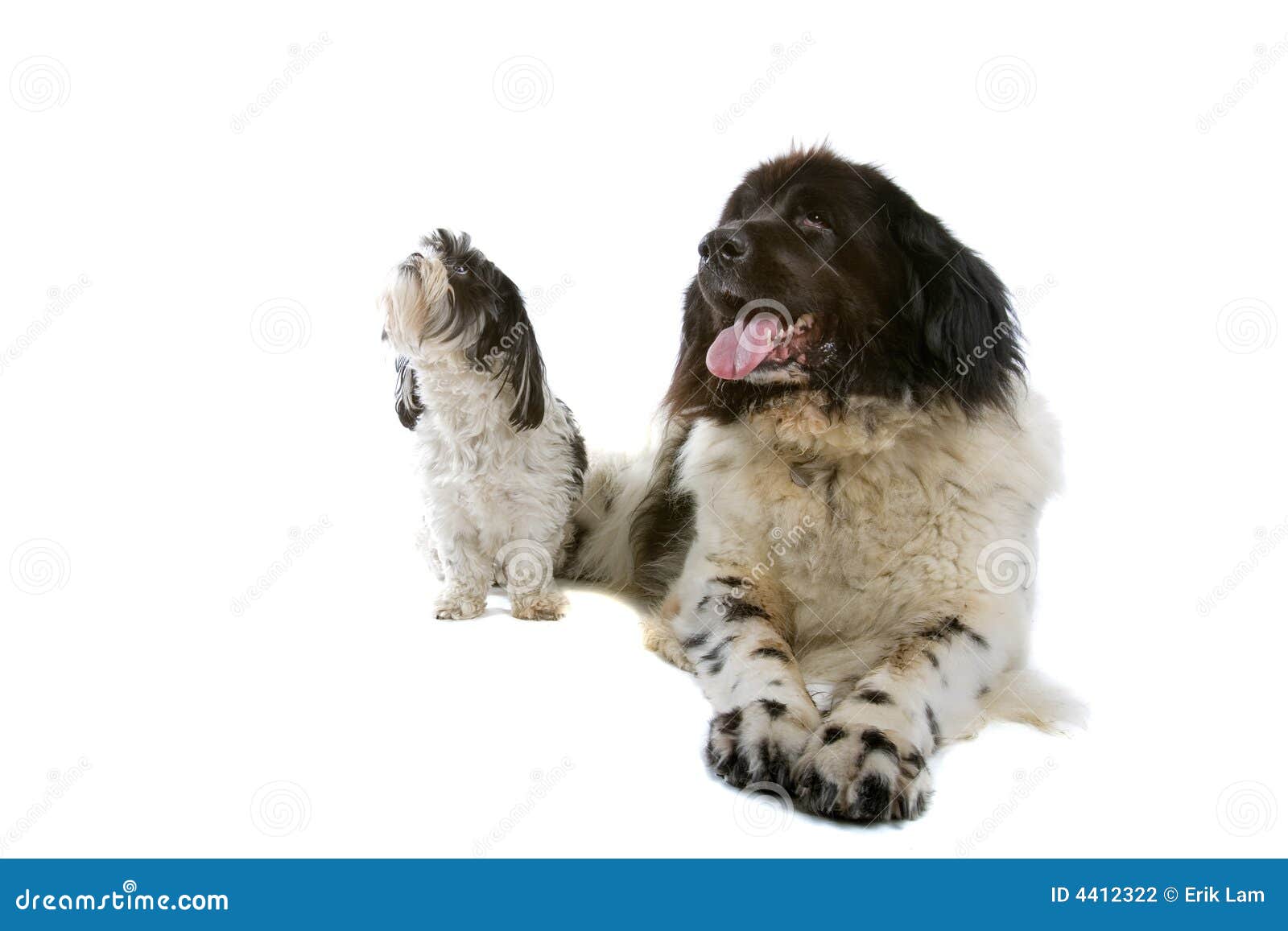 Small and big dog stock photo. Image of cute, friend, collar 4412322