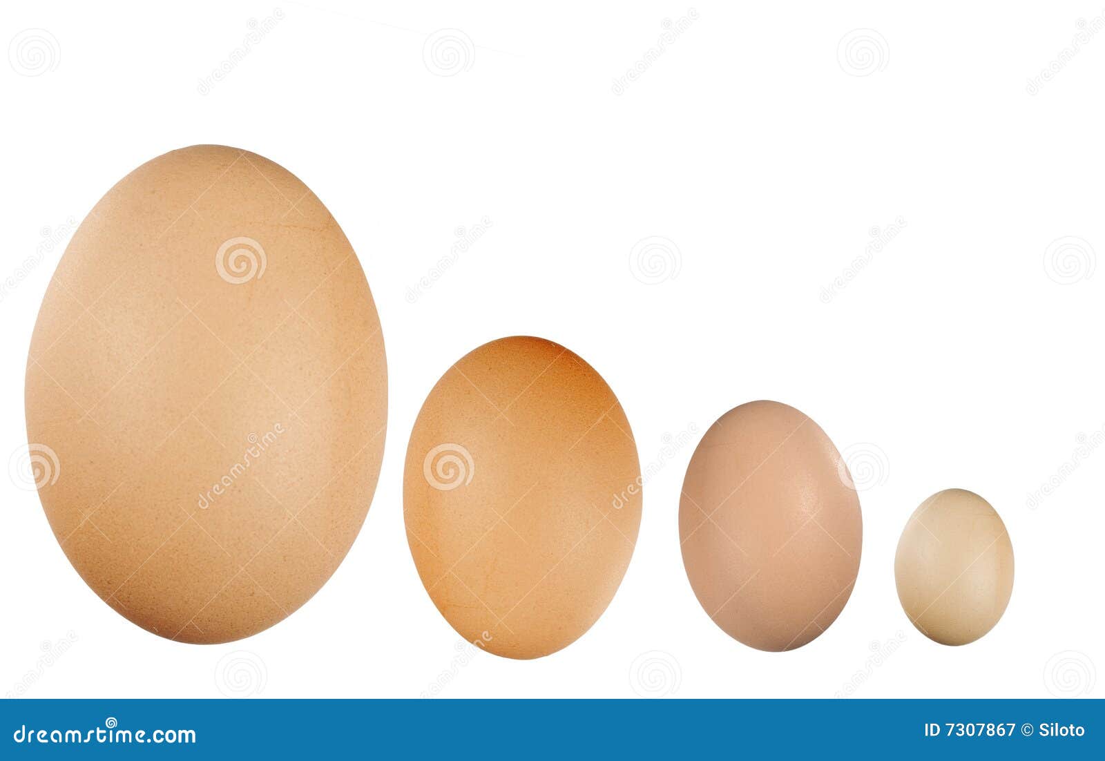 Giant Eggs Stock Photos and Pictures - 5,156 Images