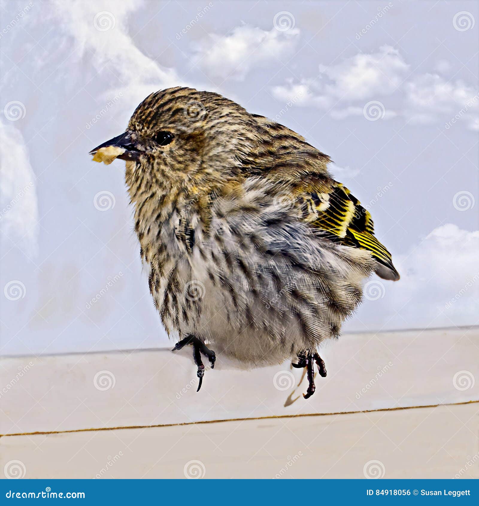 Small Bird Eating Seed stock photo. Image of hungry, seed 84918056