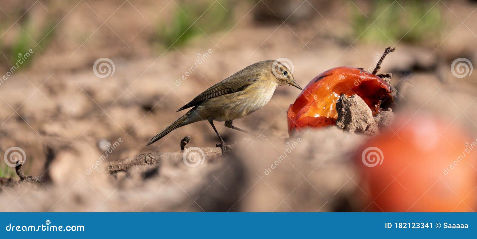 Small Bird Feeding from Fruits on the Ground Stock Image Image of