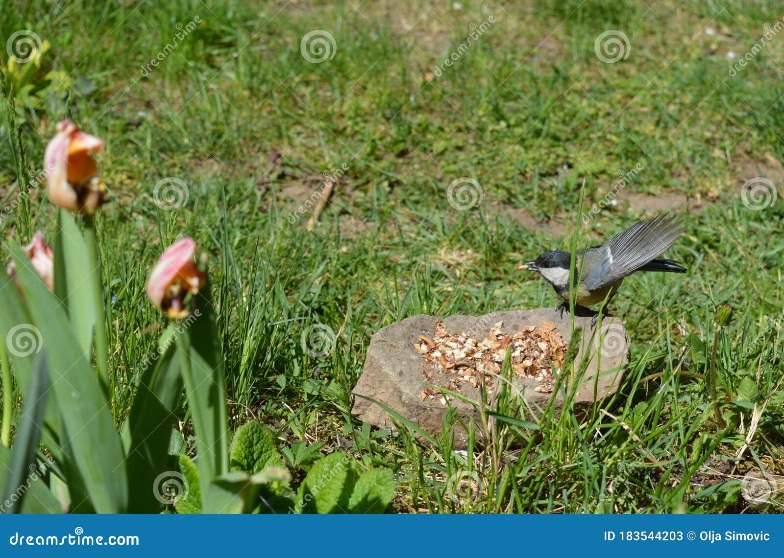 Small Bird Landing on a Stone Stock Image Image of spring, small