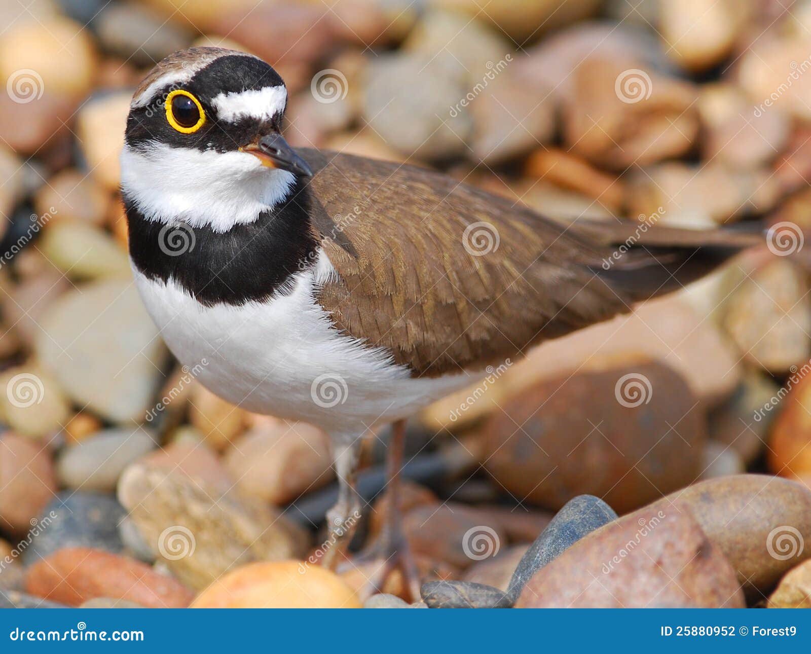 Premium Photo | A male little ringed plover in breeding plumage standing in  the sand near the blue waters of the sea