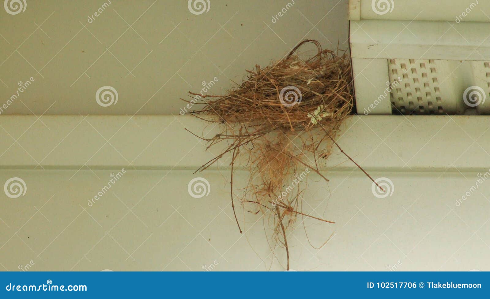 Bird nest in the gutters stock photo. Image of built 102517706