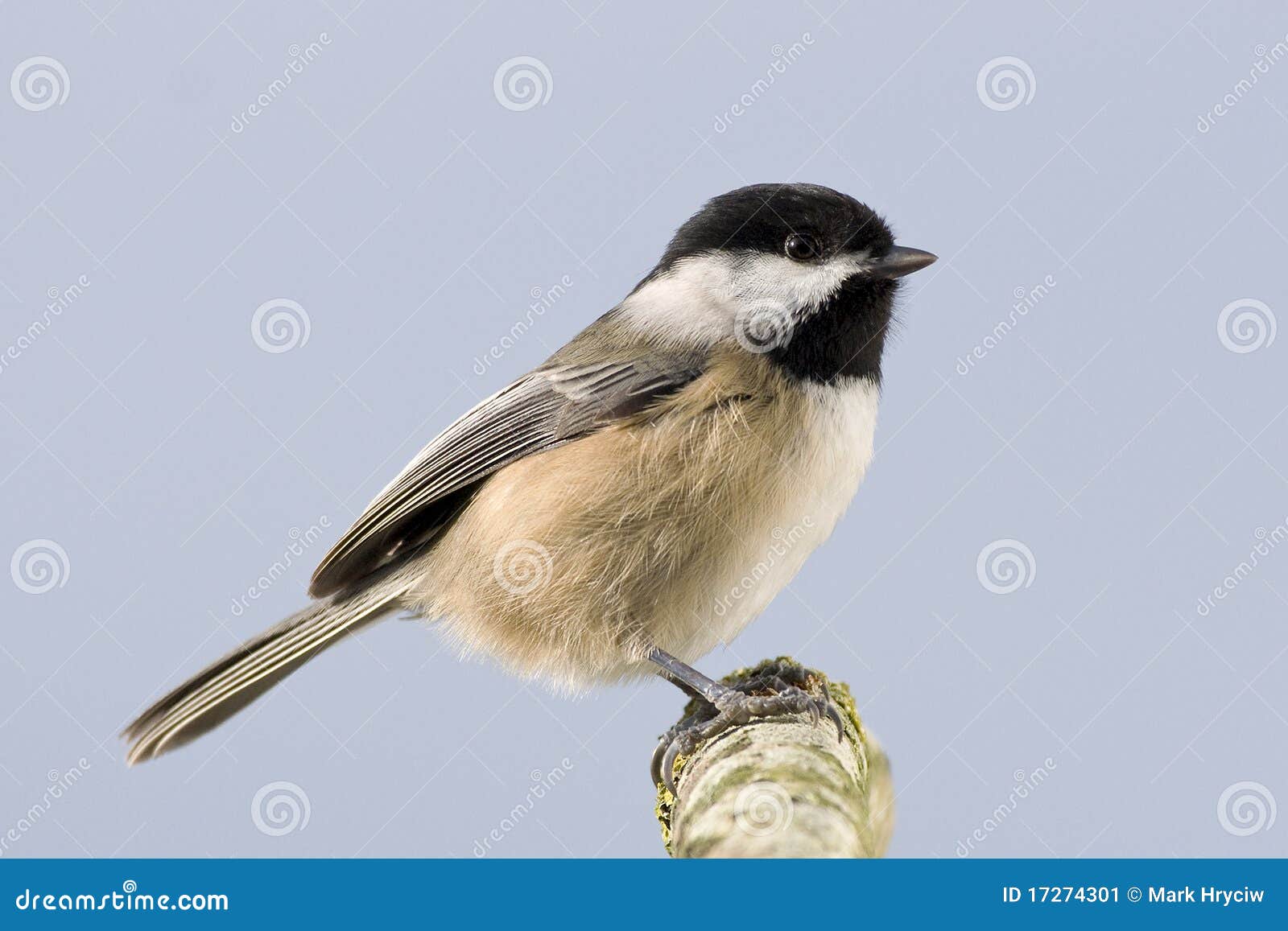 Small Bird Profile Perched Branch Stock Image Image 17274301