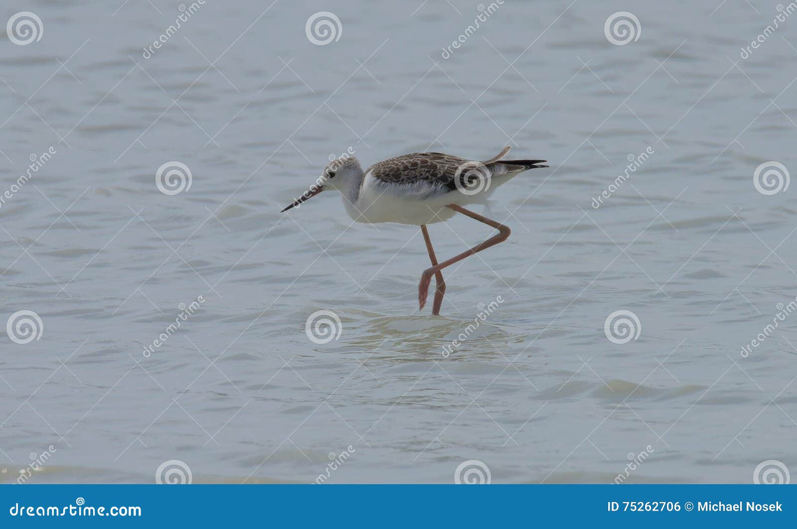 Small Bird with Slim Legs in Sea Stock Photo - Image of background ...
