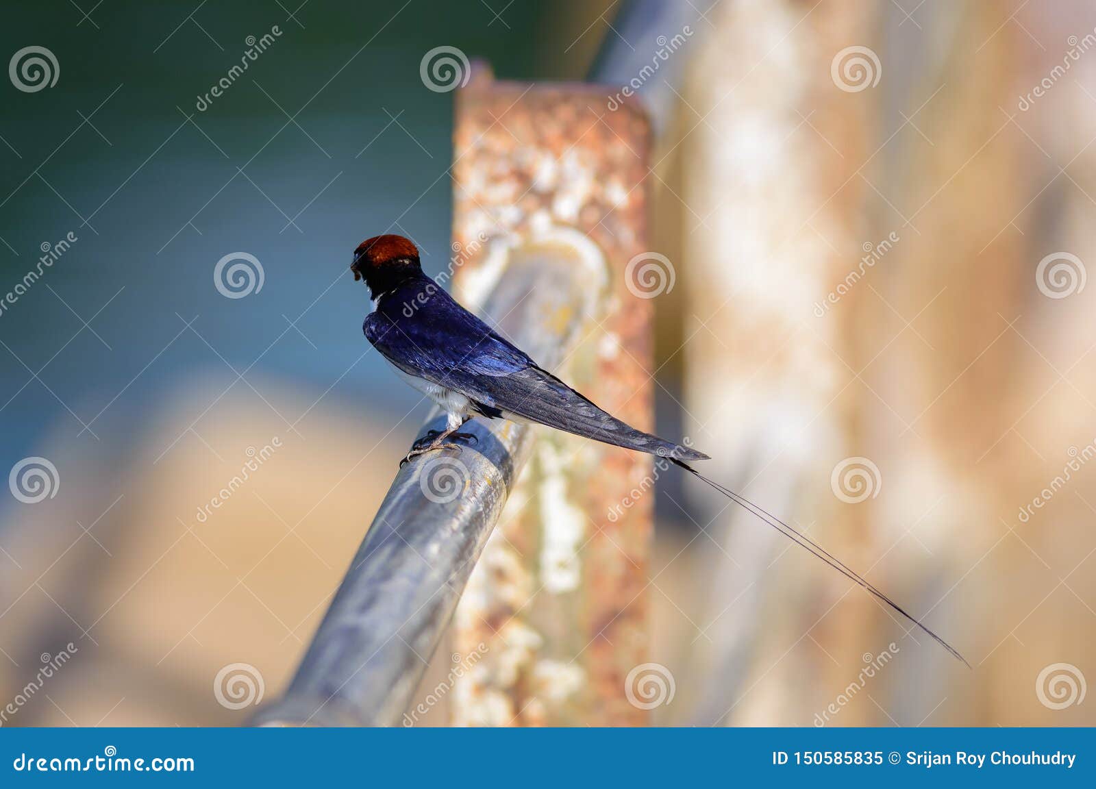 small bird, wire-tailed swallow, hirundo smithii, perched