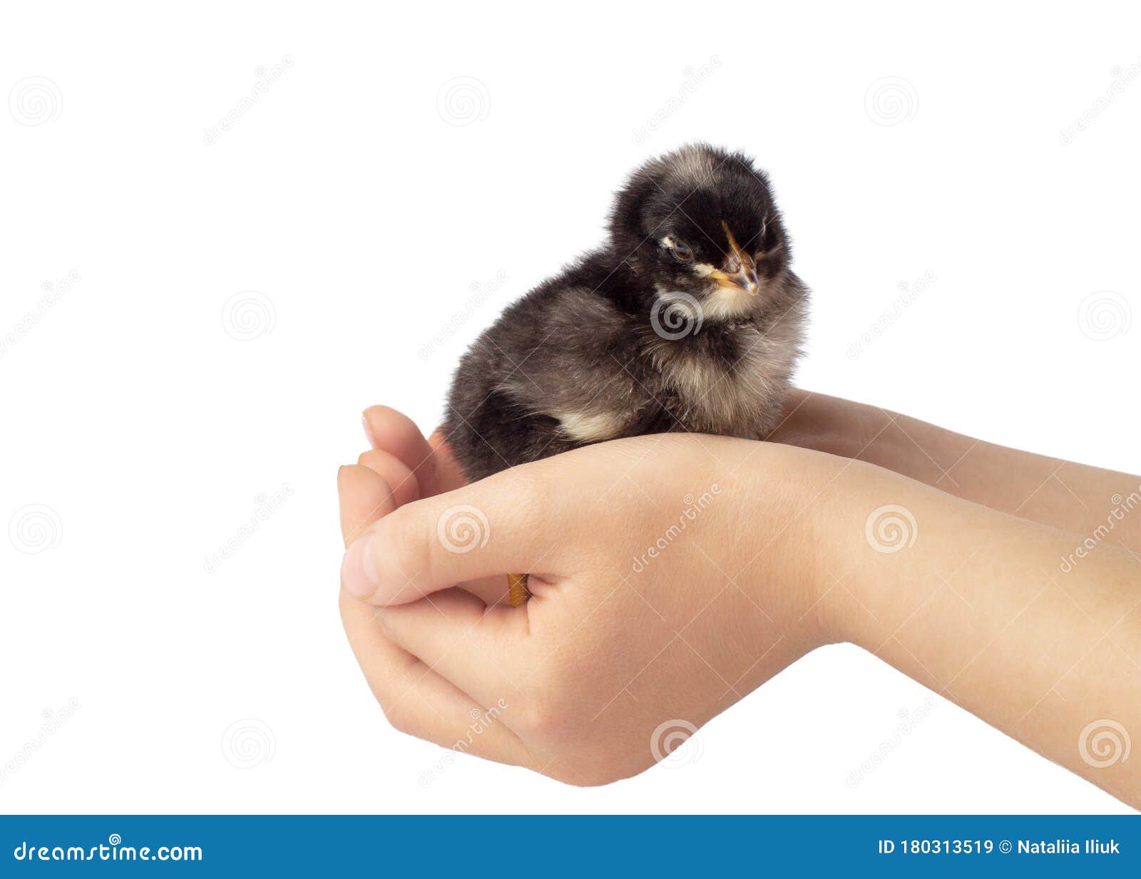 Tiny Black Chick