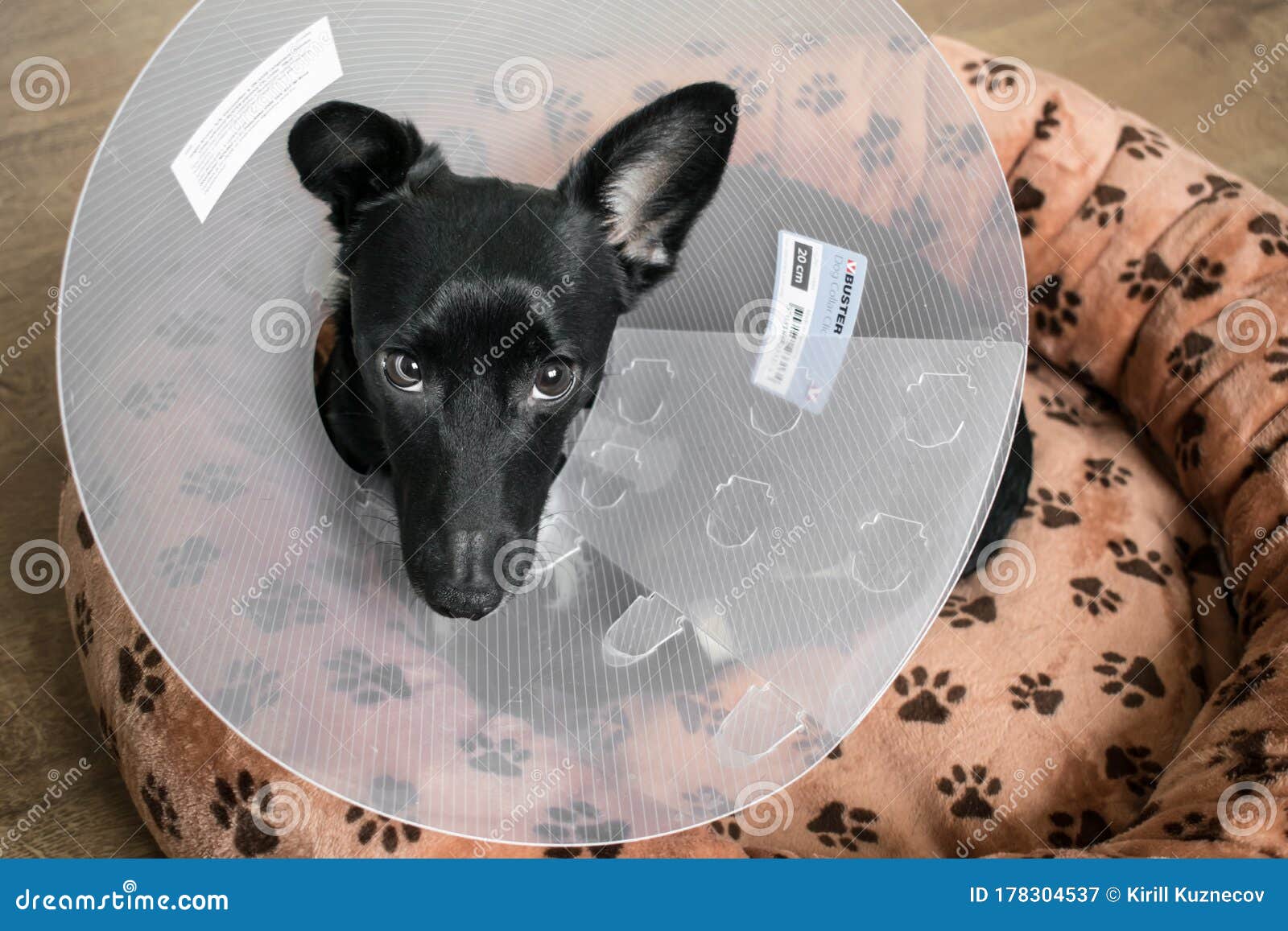 Small Black Dog Lair Sick after Surgery at Home Closeup Sad Editorial  Photography - Image of knee, fawn: 178304537