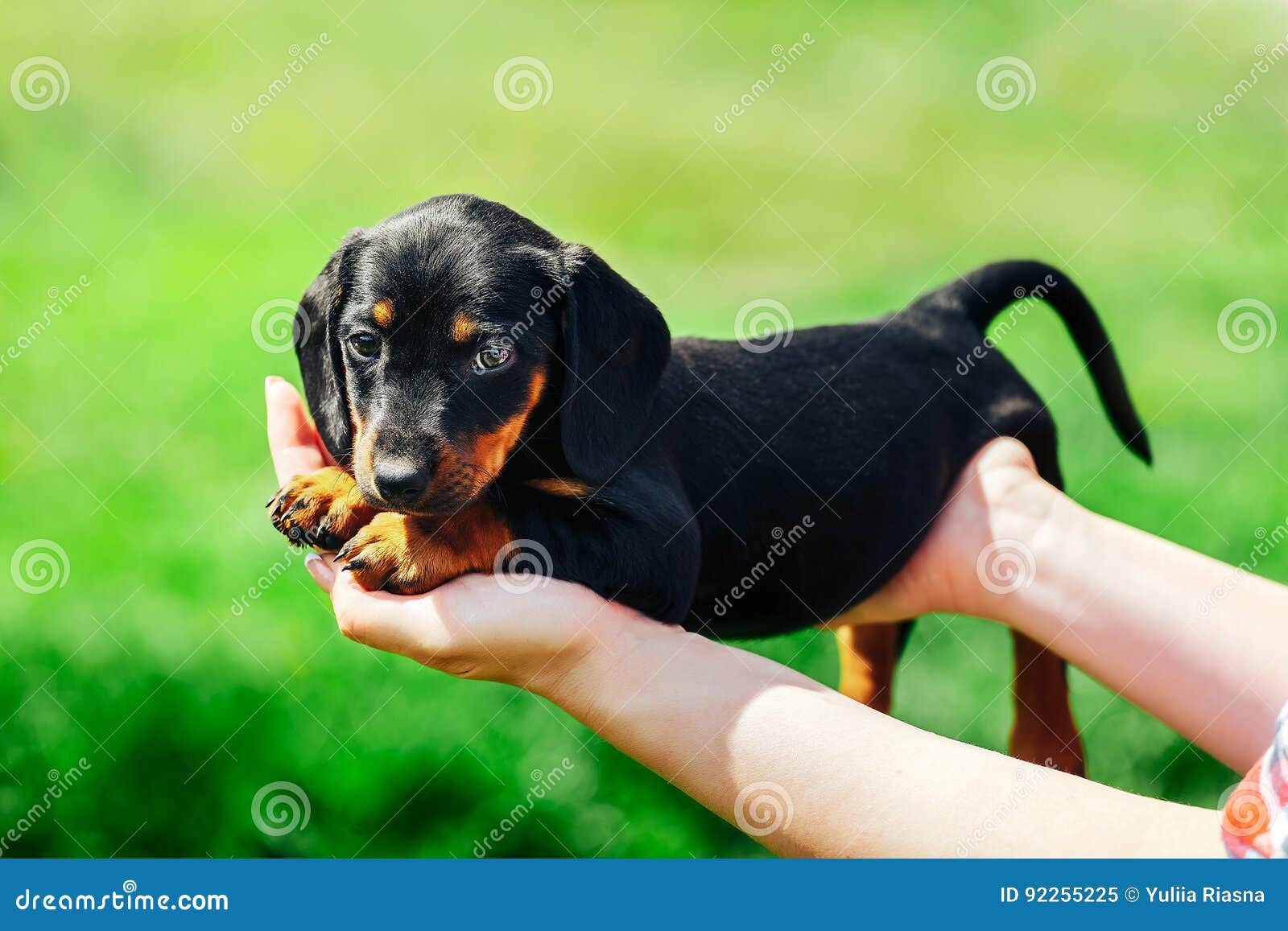 girl dachshund