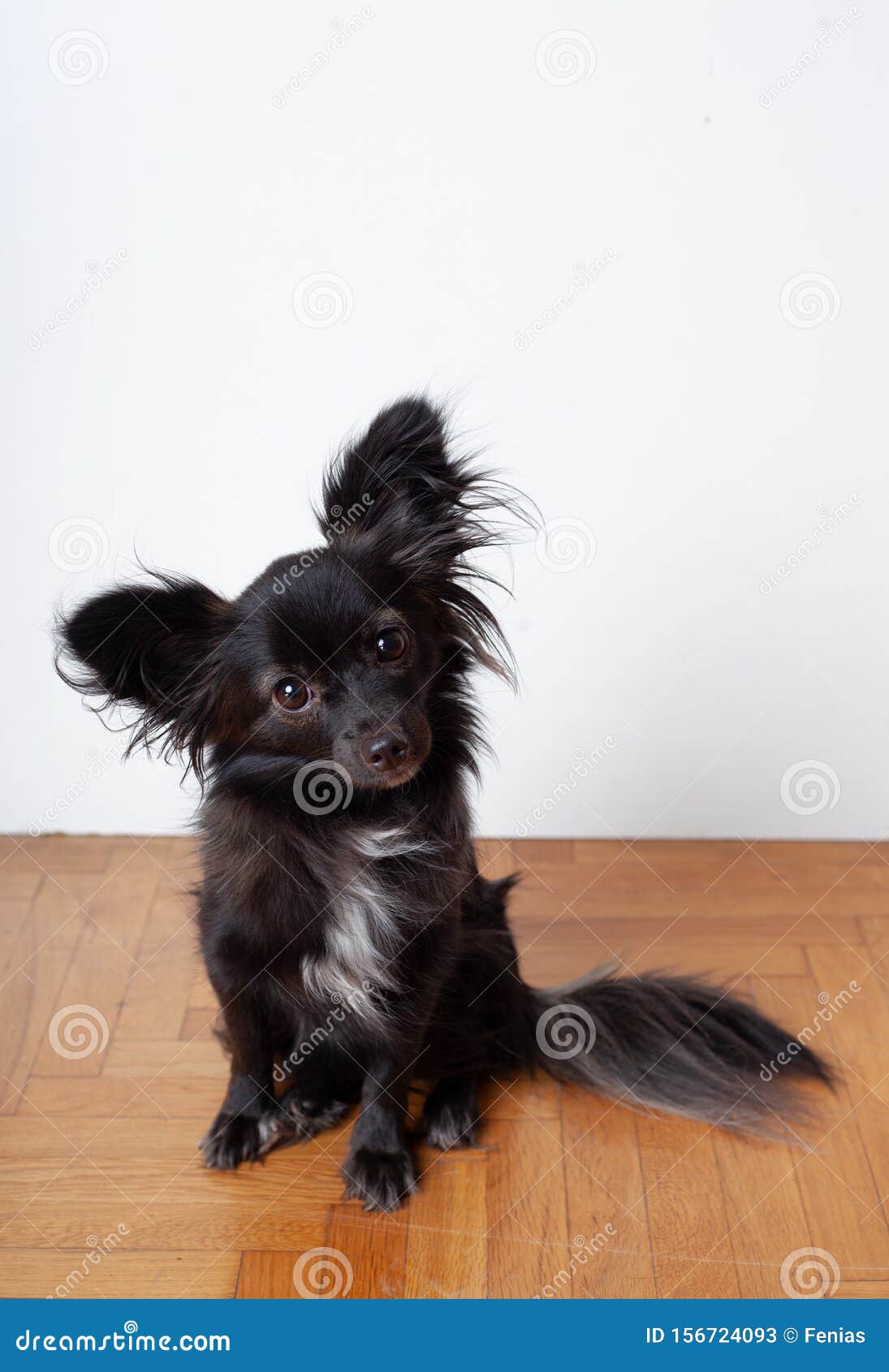 small dog with big fluffy ears