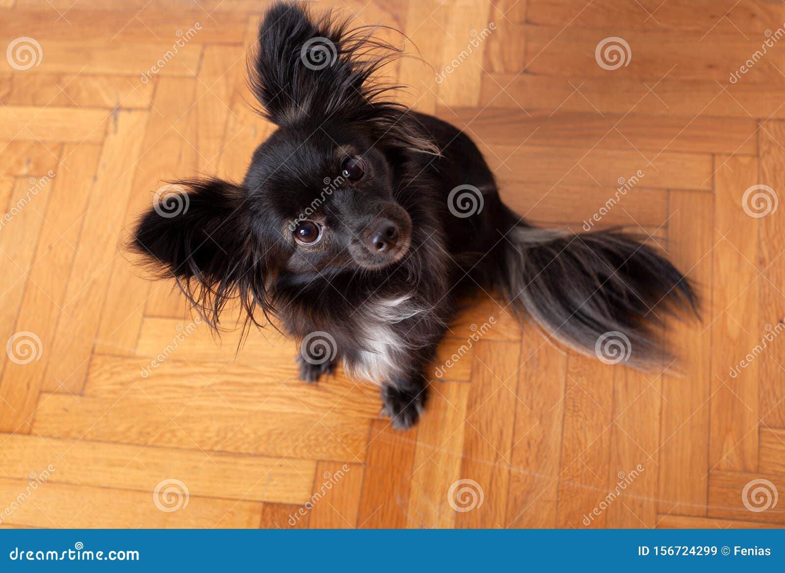 huge fluffy black dog