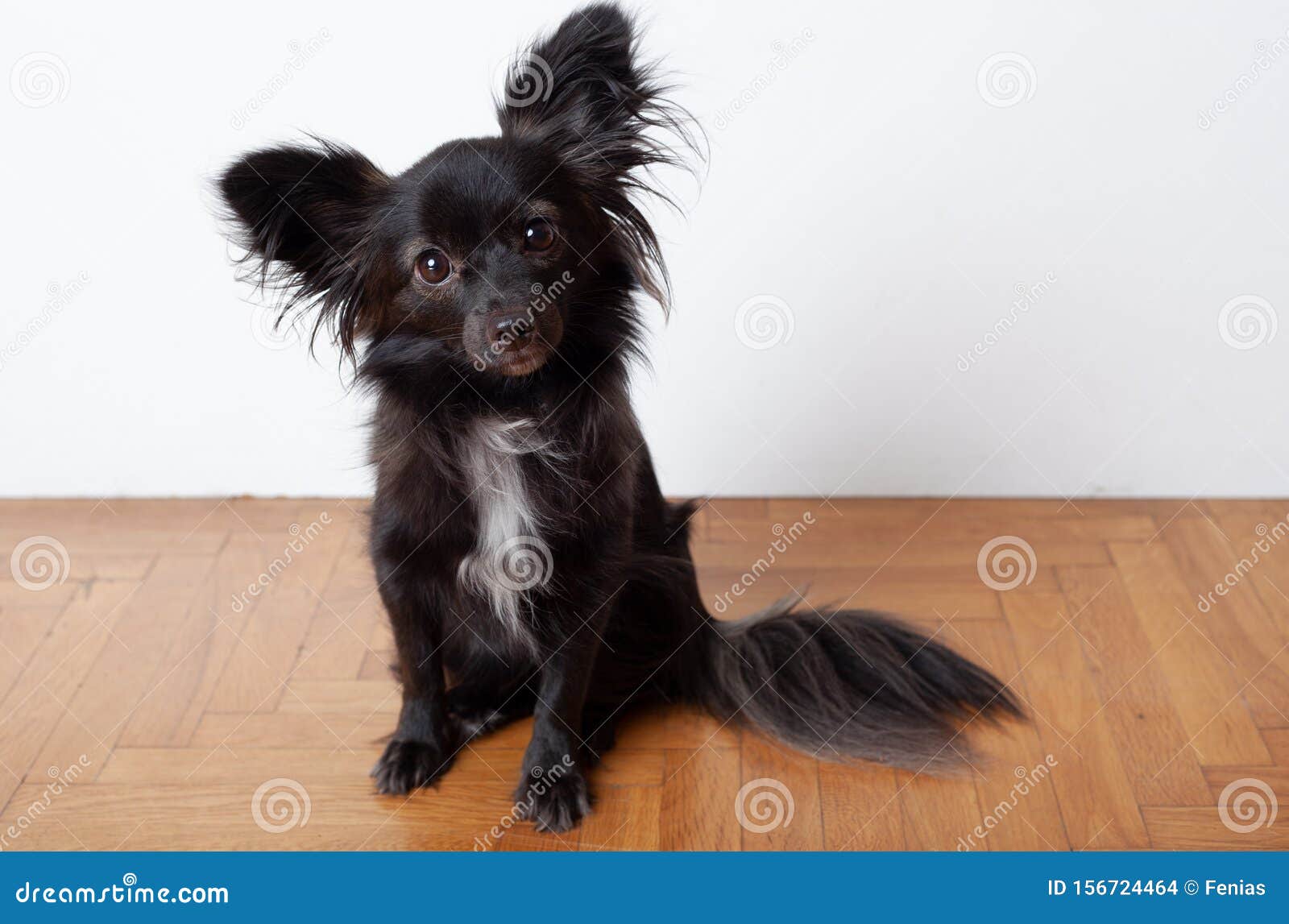 big black dog fluffy