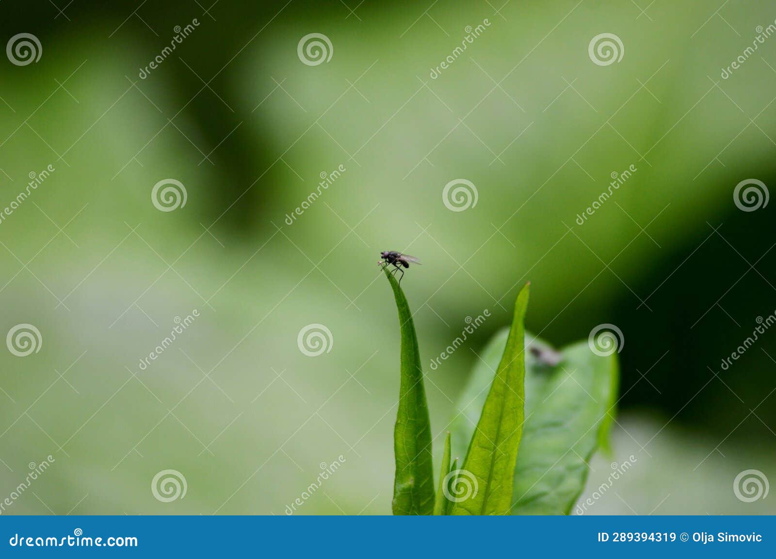 Small Black Fly on a Plant Leaf Stock Image Image of meadow, petal