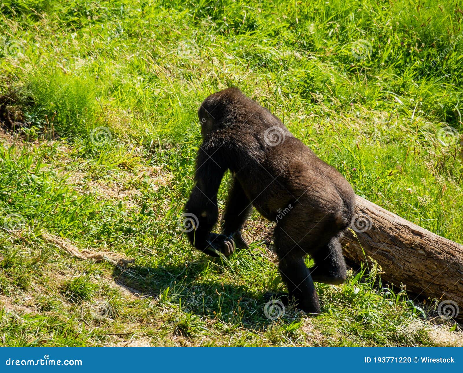 Small Black Gorilla Running in a Bright Green Field at a Zoo Stock