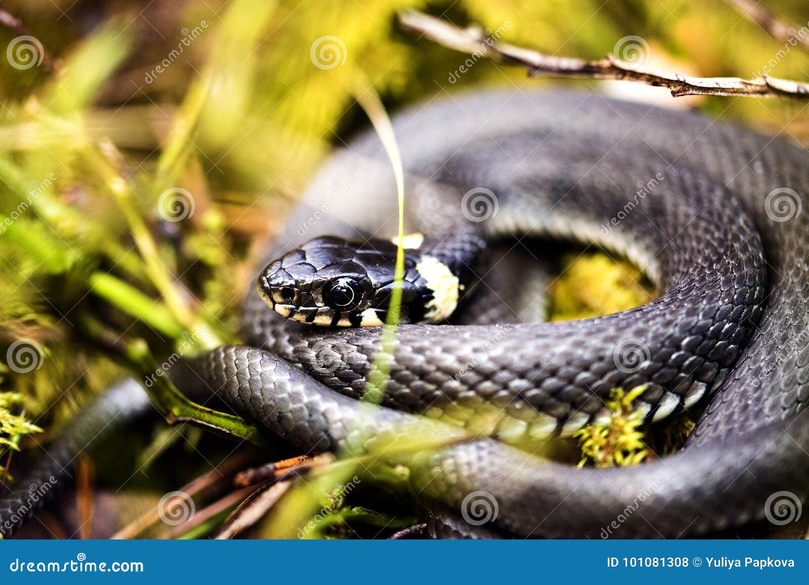 Grass snake stock photo. Image of nonvenoumos, organism - 101081308