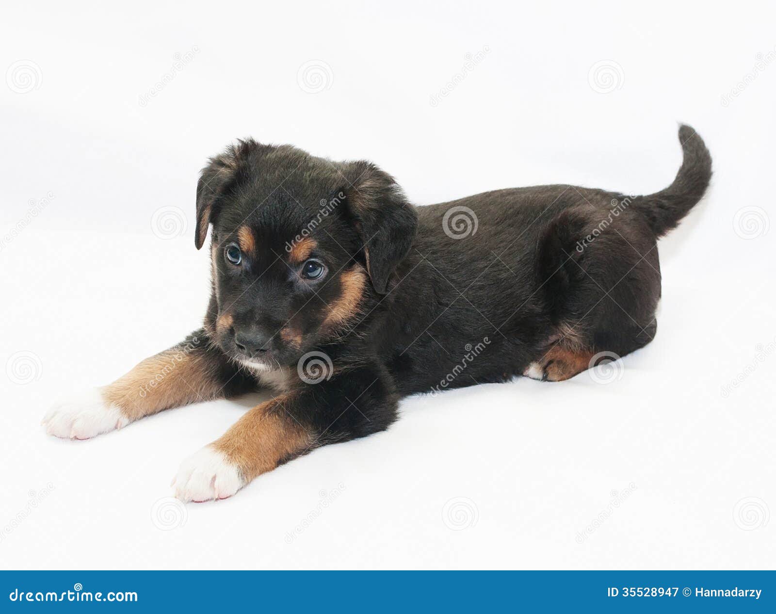 gras Meevoelen oppakken Small Black Puppy with Brown Spots is Prepared To Play Stock Image - Image  of lovely, animals: 35528947