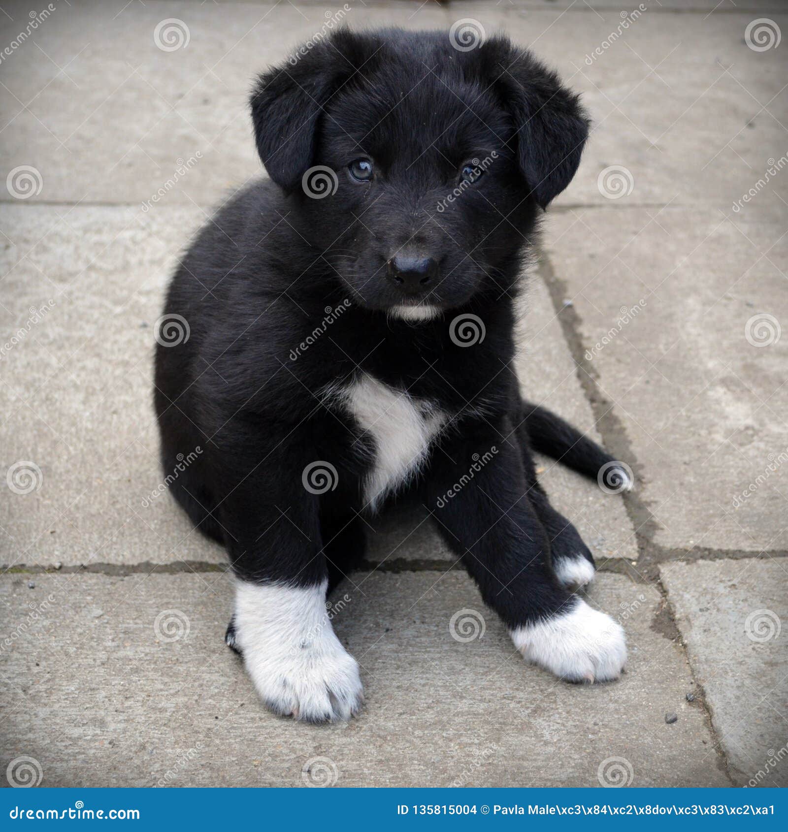 Top 94+ Images black dog with white paws and chest Superb