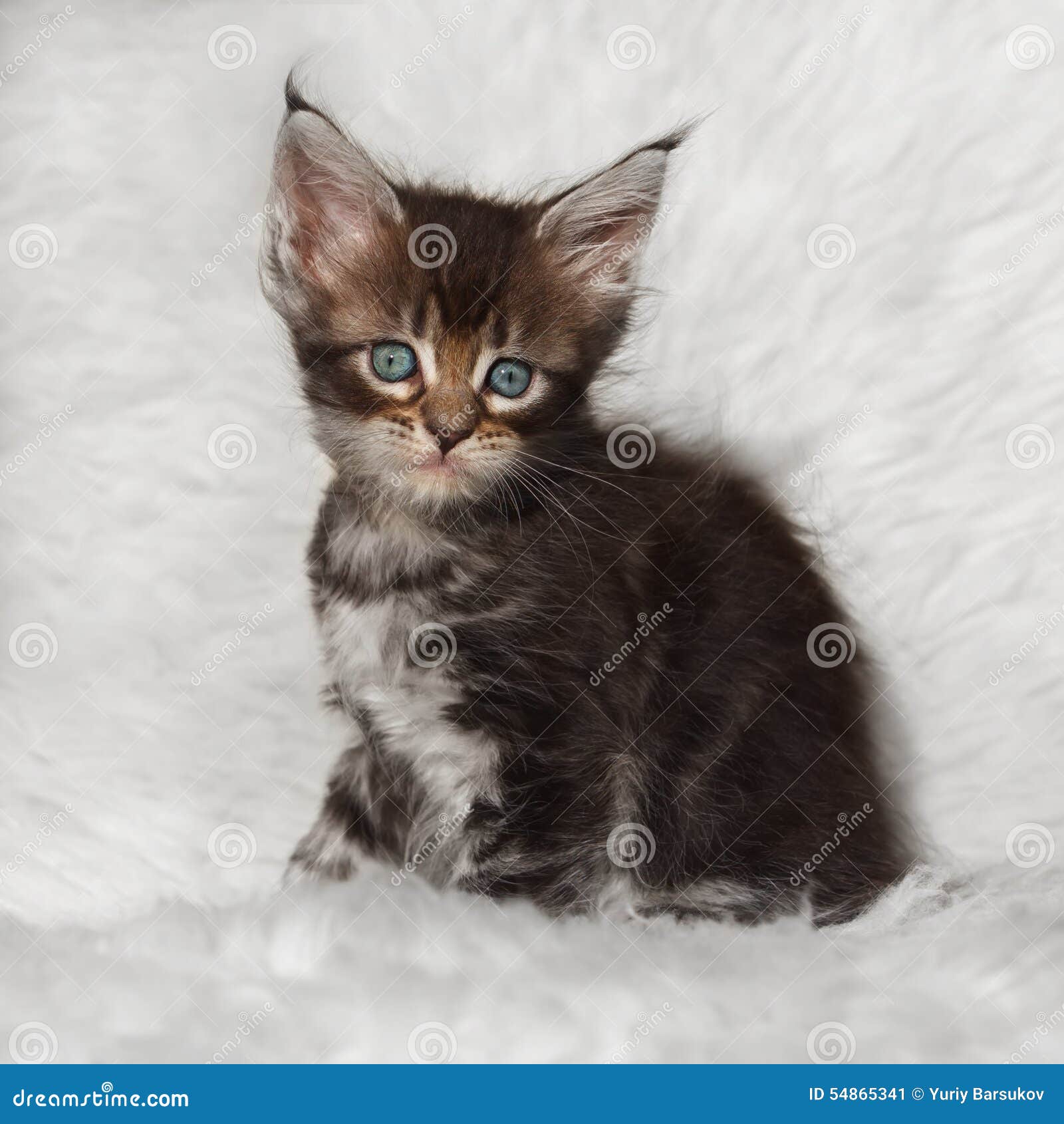 Small Black Tabby Maine Coon Kitten Sitting On White ...