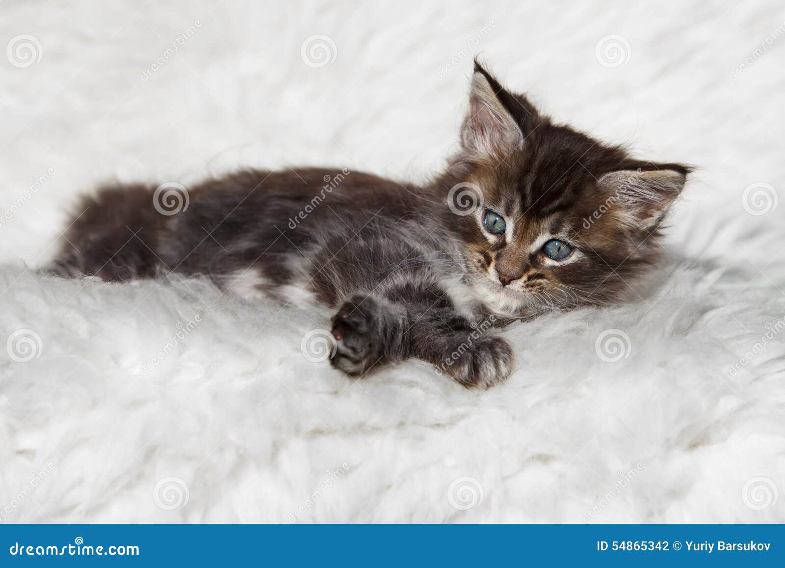 gray maine coon tabby gray maine coon tabby