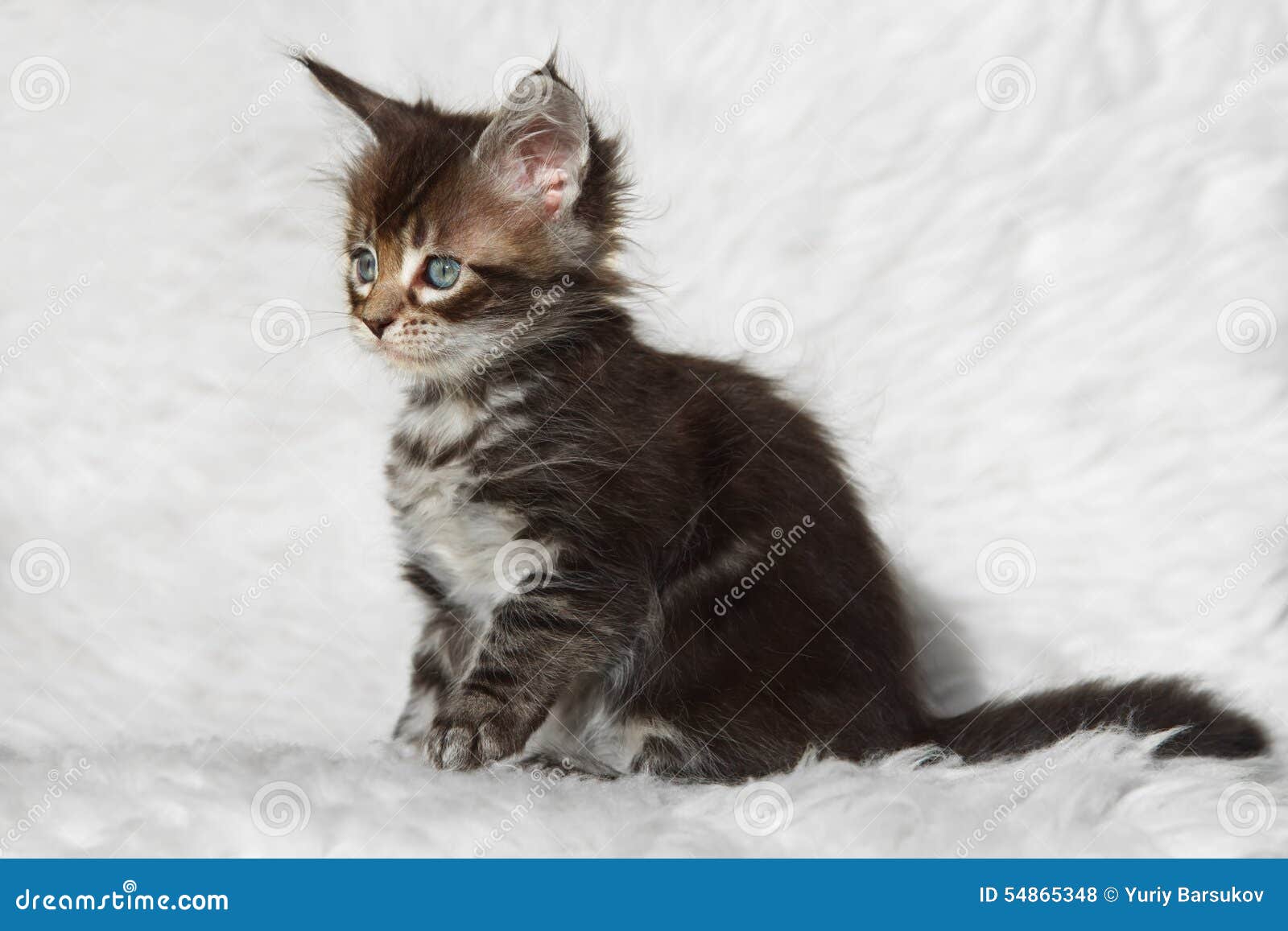 gray maine coon tabby gray maine coon tabby