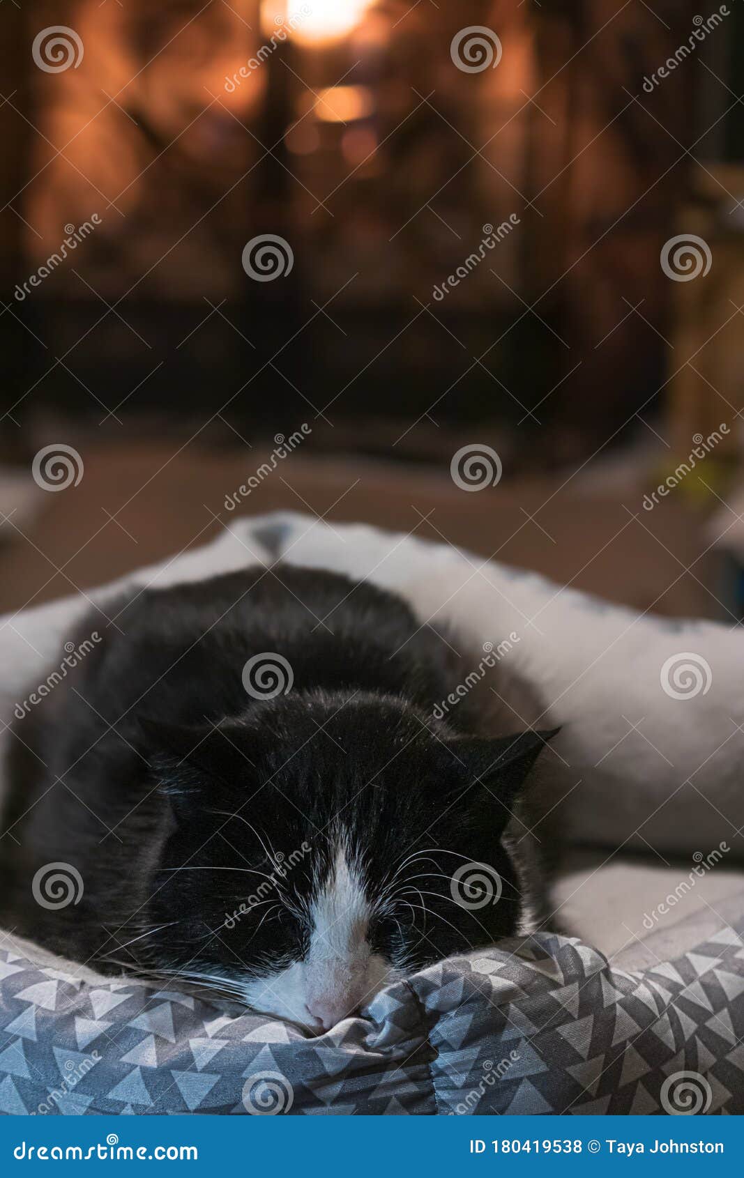Small Black and White Cat Sleeping in a Cat Bed Stock Photo Image of