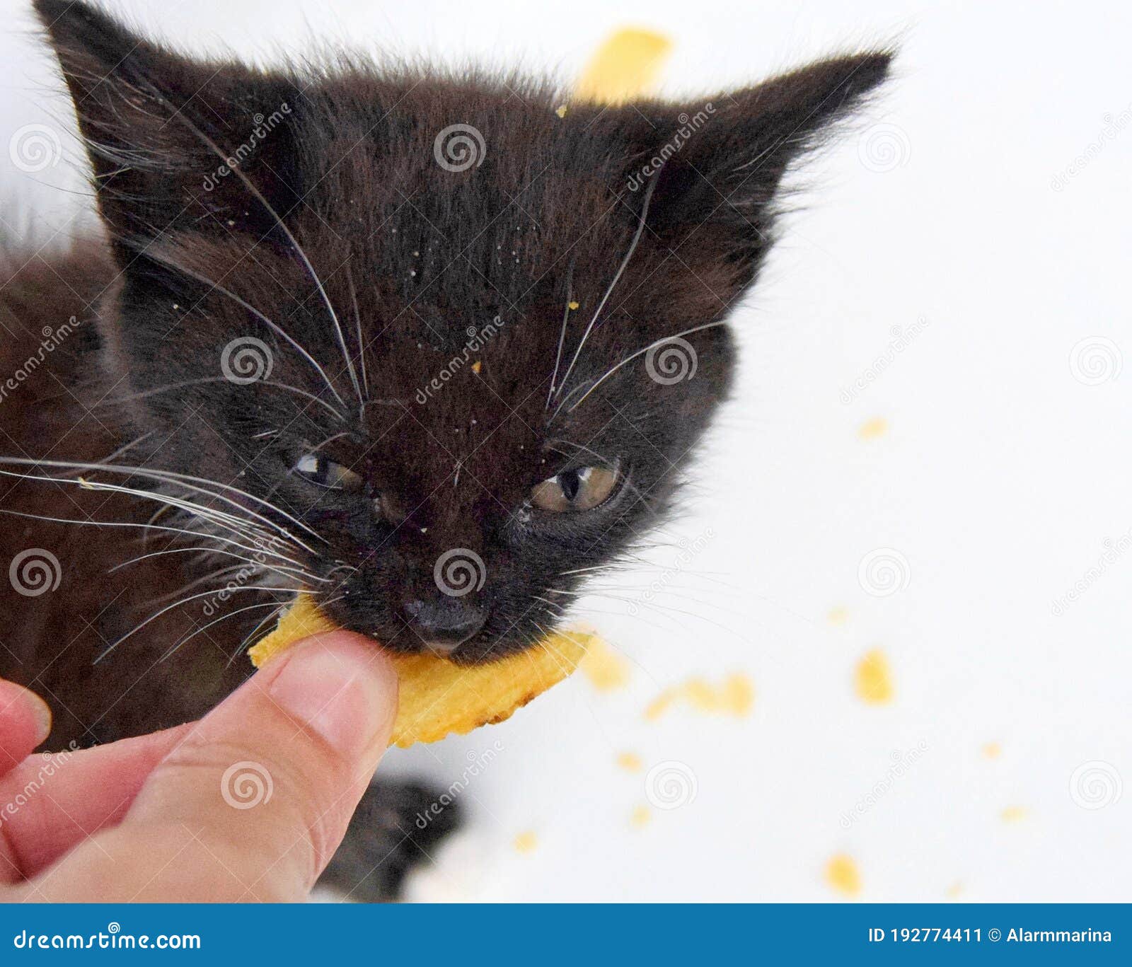 Small Black and White Kitten Eats Fluted Potato Chips . Closeup