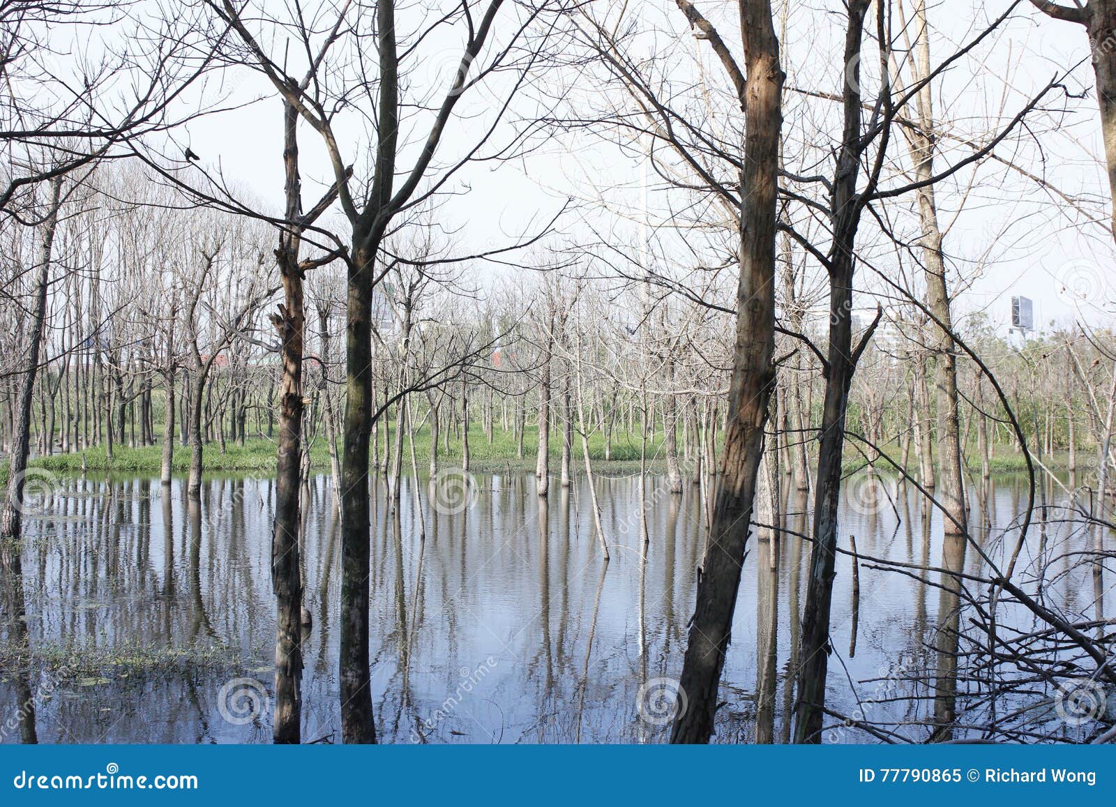 the small blasted wood standing in the water pool