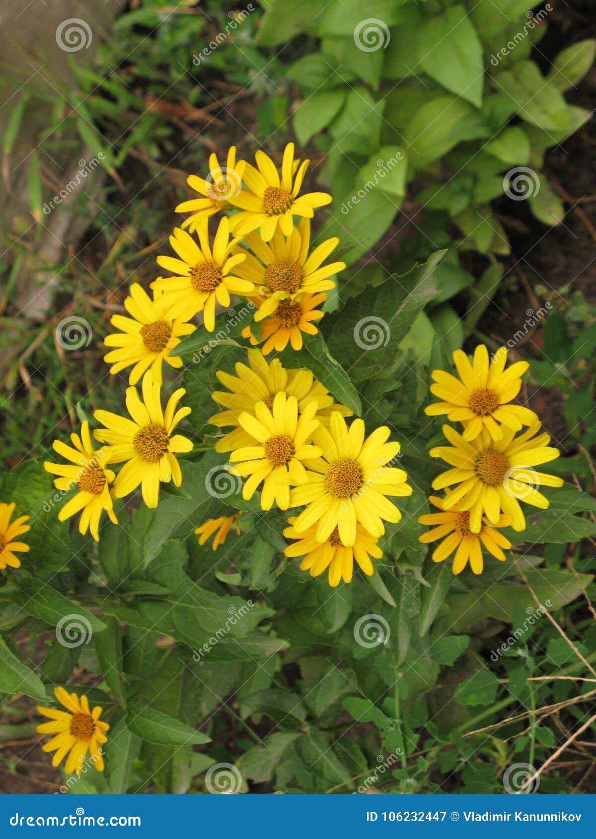 Summer Yellow Perennial Daisy Stock Image - Image of small, green