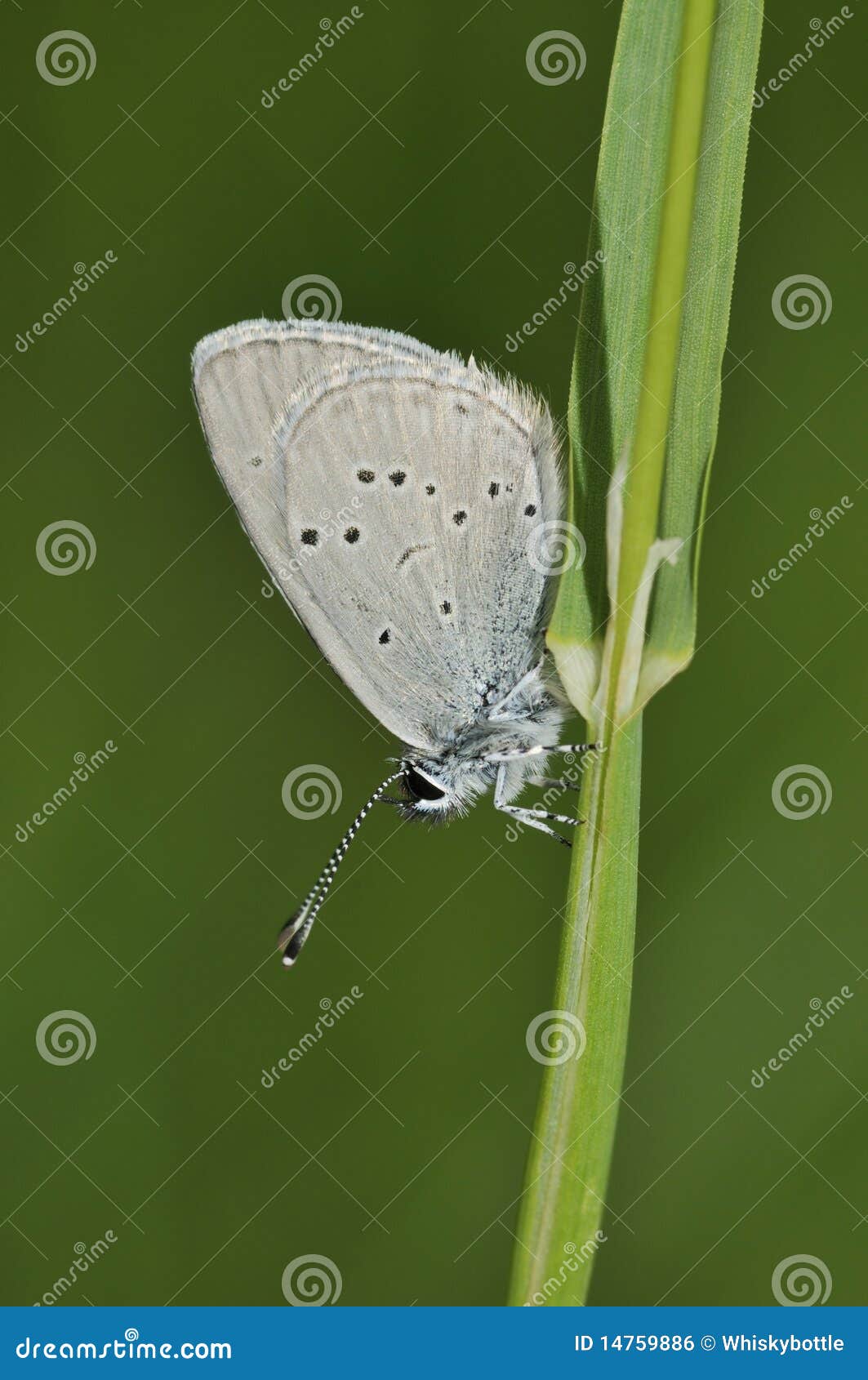 small blue butterfly - cupido minimus