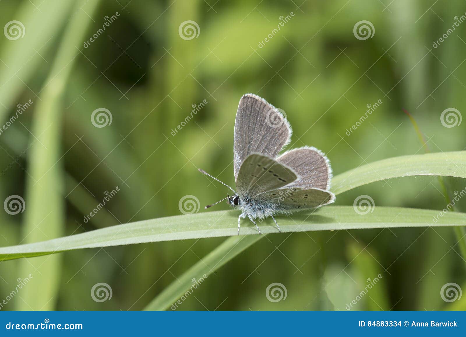 small blue butterfly, cupido minimus, on a blade of grass