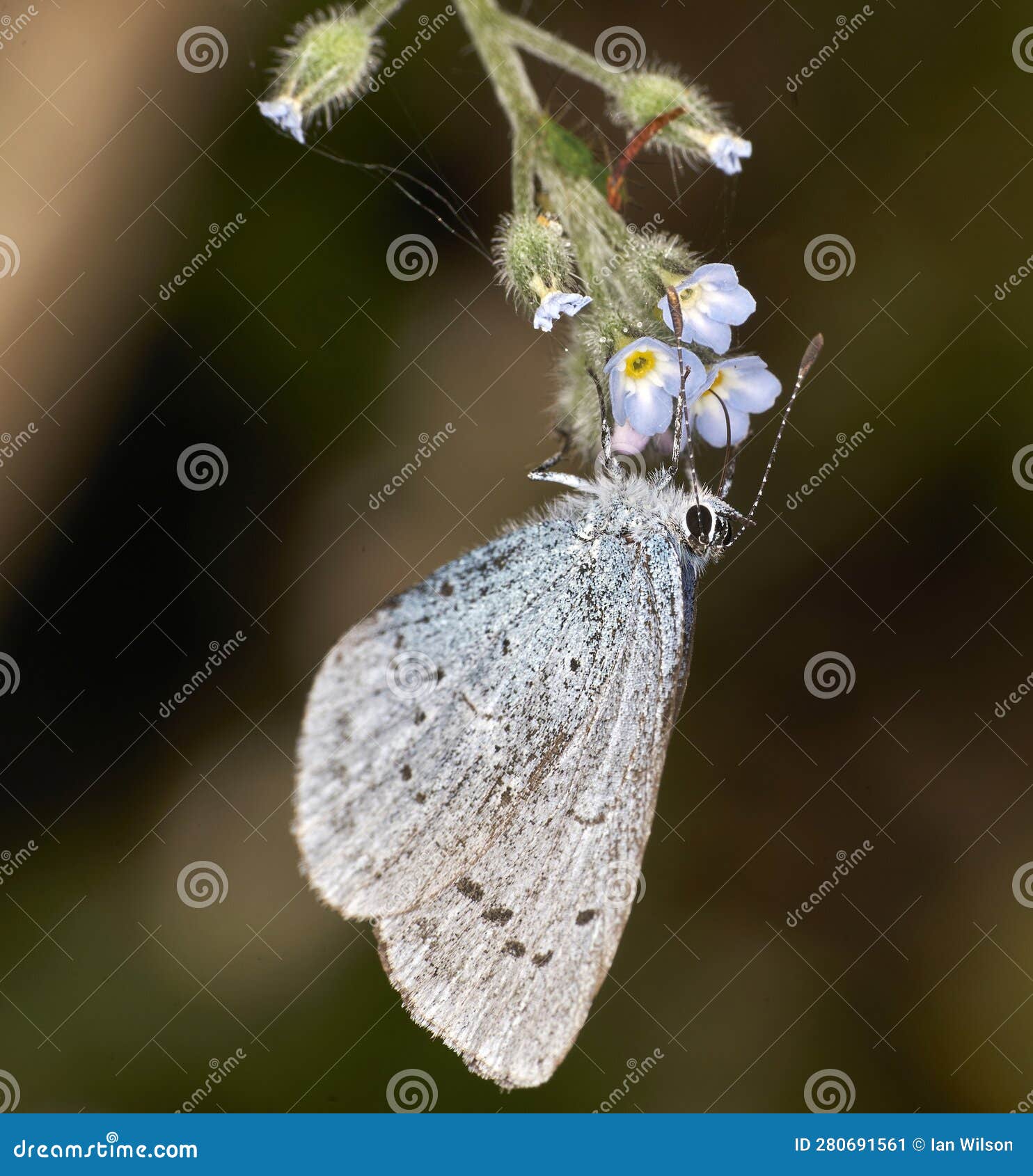 small blue butterfly (cupido minimus)