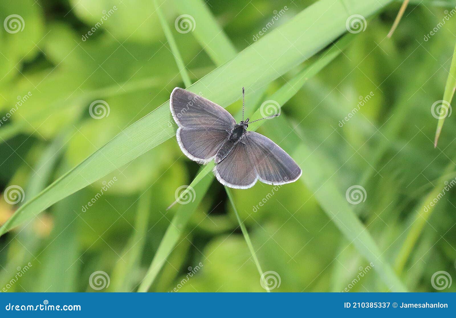 small blue cupido minimus butterfly