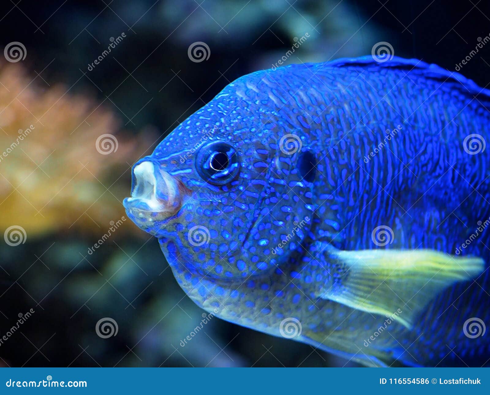 Small Blue Fish in Aquarium Stock Photo - Image of oceanarium, blue