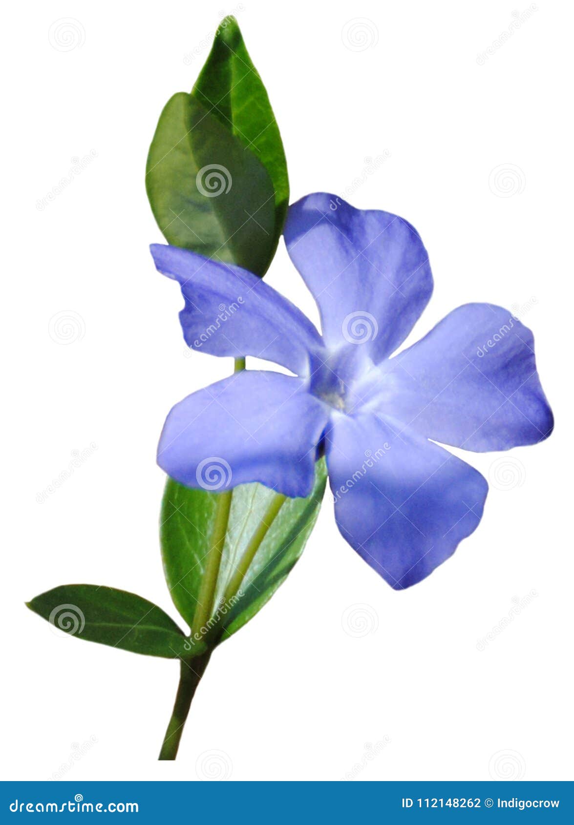 80,445 Blue Flower Small White Stock Photos Free & RoyaltyFree Stock