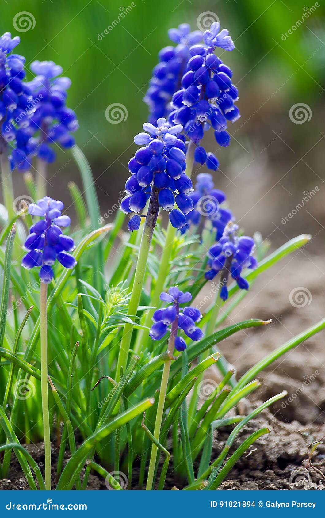 Small Blue Flowers Bloom in Spring Muskari Stock Photo Image of