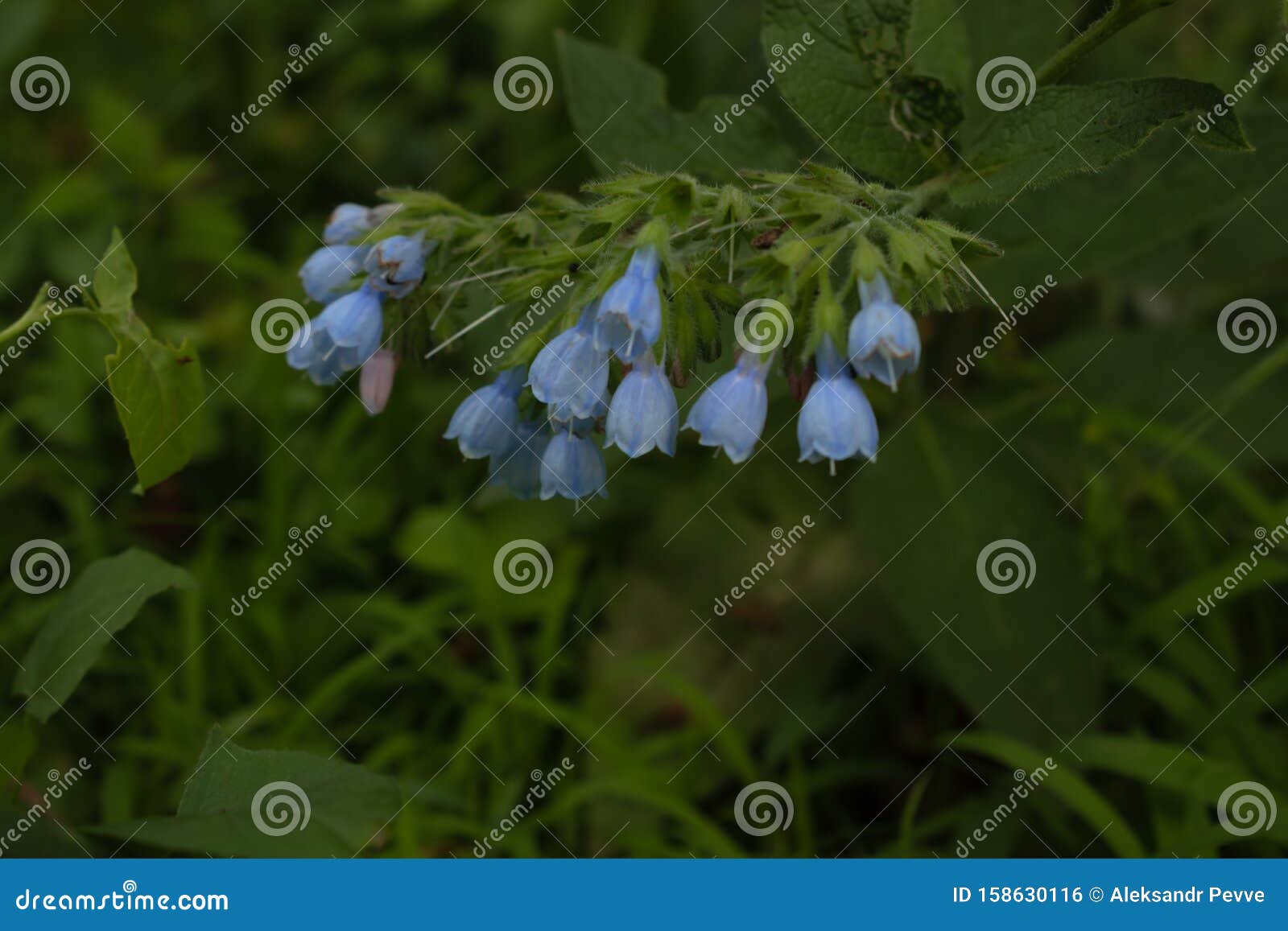 Small Blue Flowers On A Fluffy Green Branch In A Bright Summer