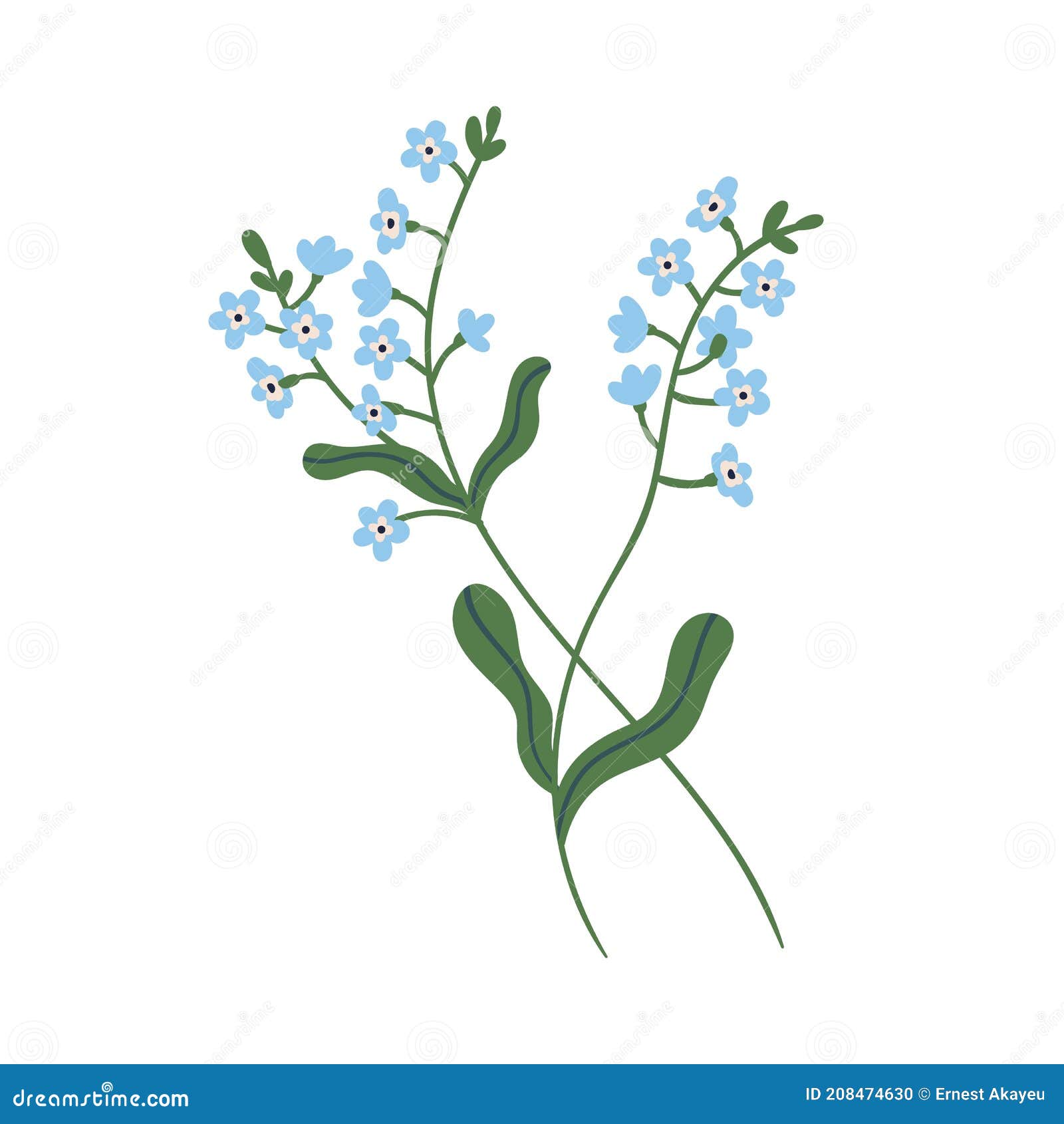 small blue forget-me-not flowers on stem with leaves. delicate blooming forgetmenots. botanical floral . colorful