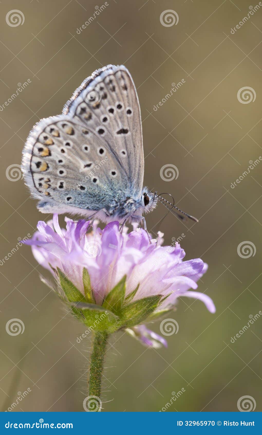 small blueish butterfly on flower