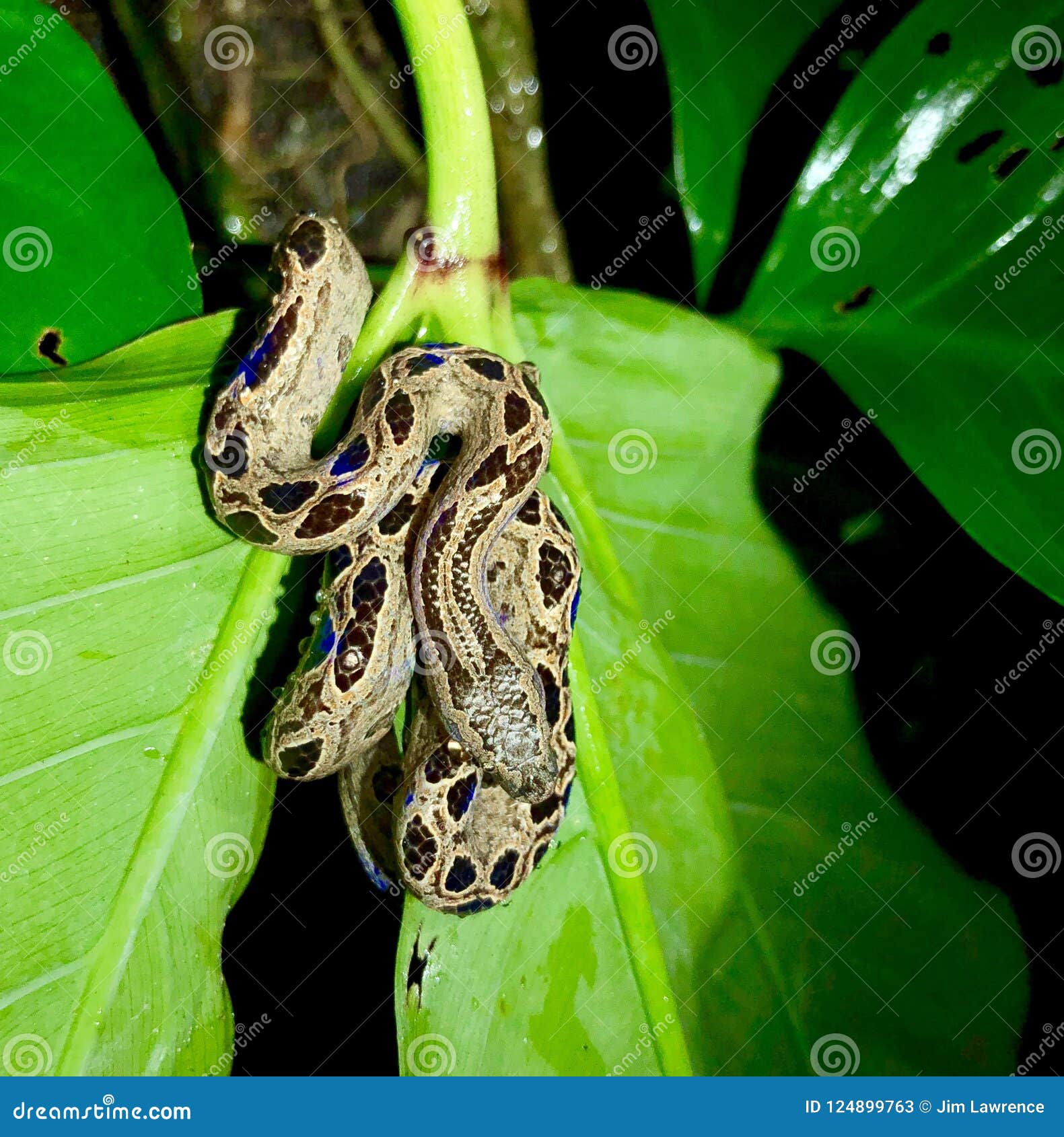 Boa Constrictor  Rainforest Animals