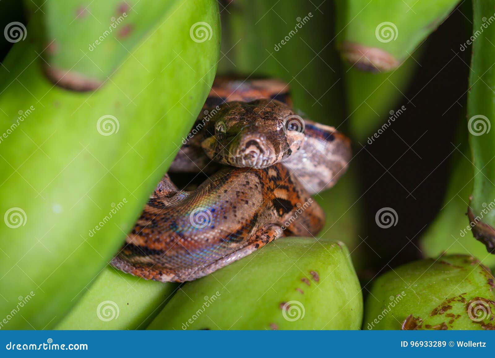 smallest boa constrictor smallest boa constrictor
