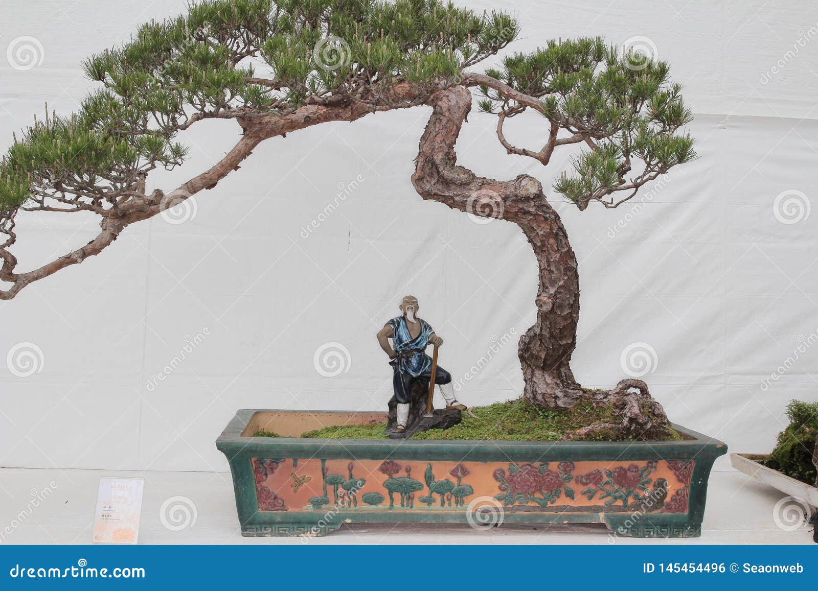Small Bonsai Tree in a Ceramic Pot Cascade Style Stock Photo Image of