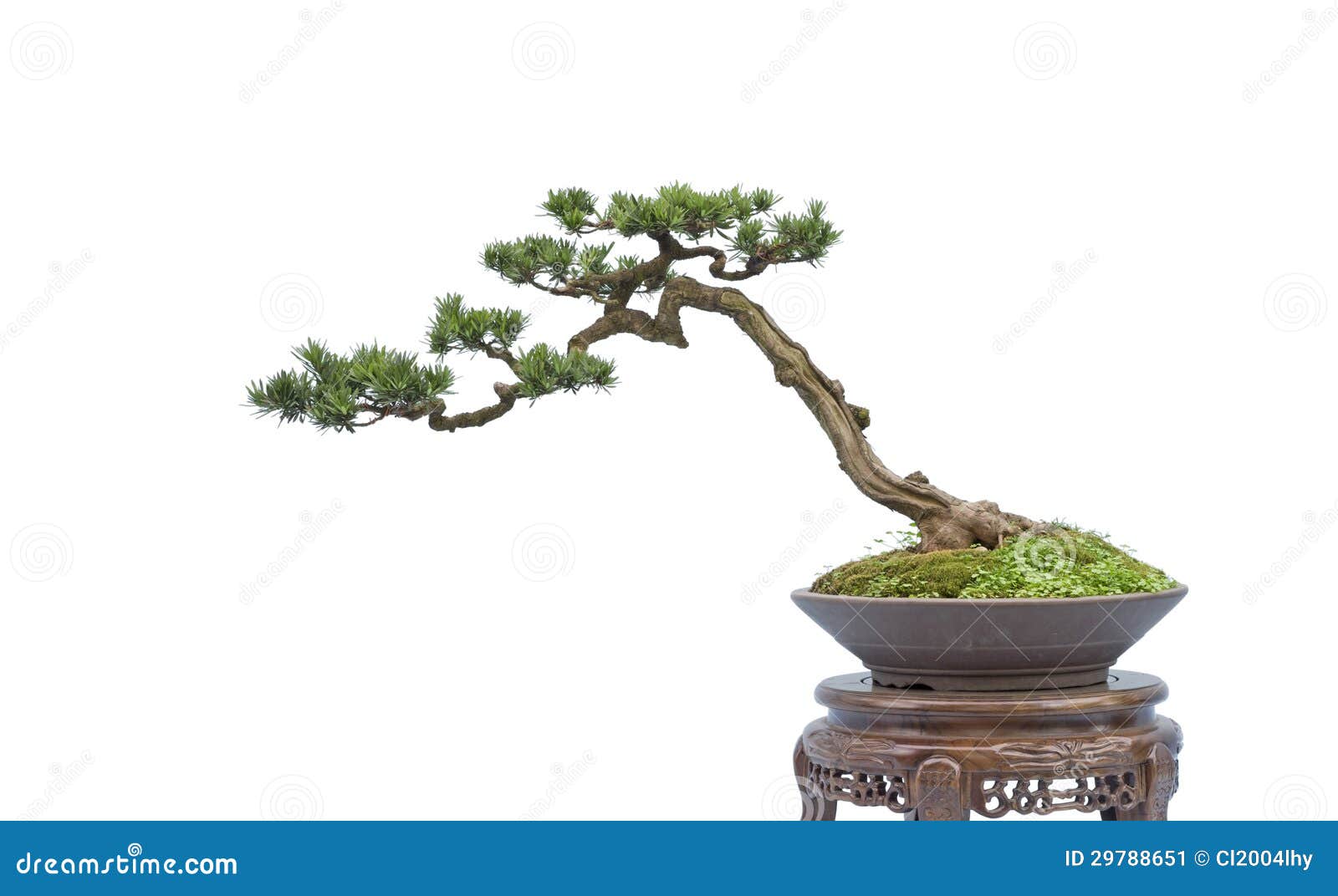 Bonsai on white stock image. Image of background, white - 29788651